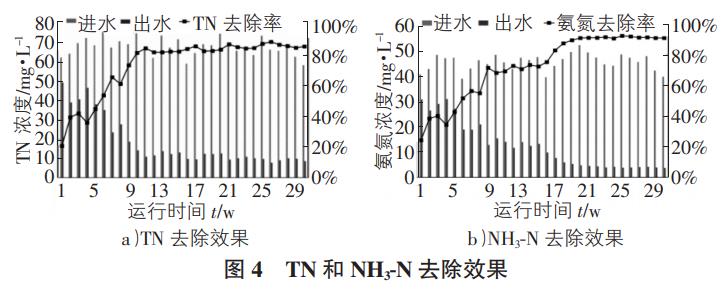 泥膜共生氨氧化