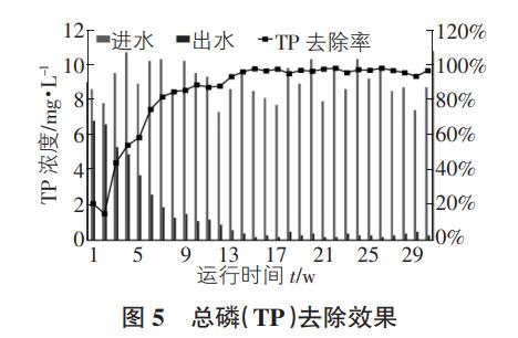 泥膜共生氨氧化